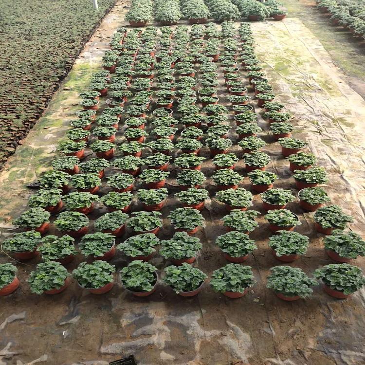 吸毒草盆栽 吸毒草种植基地 价格优惠
