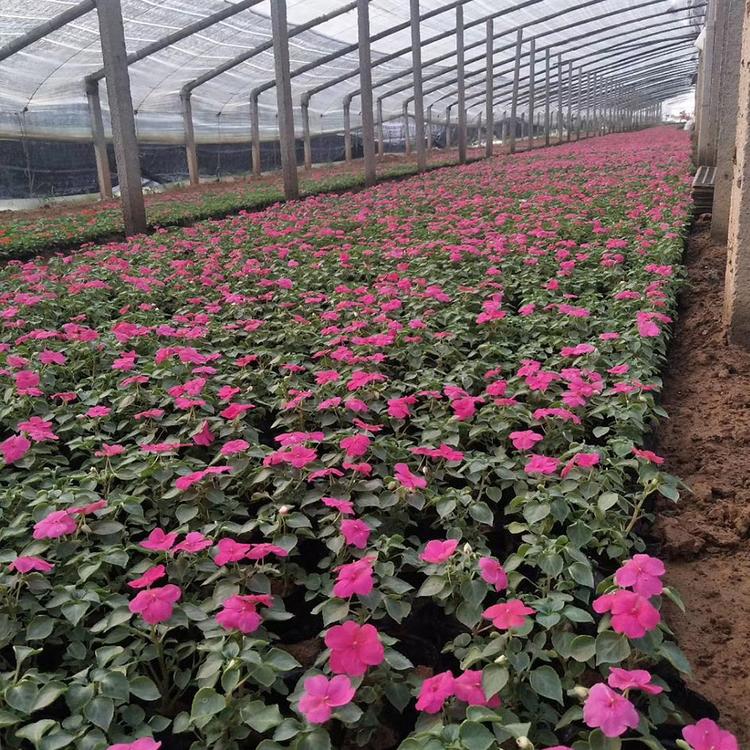 非洲凤仙花坛盆栽 非洲凤仙基地供应 价格优惠
