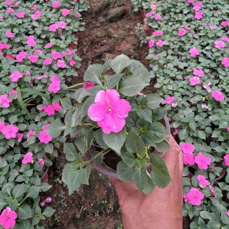 非洲凤仙花坛盆栽 非洲凤仙种植基地 长期供应
