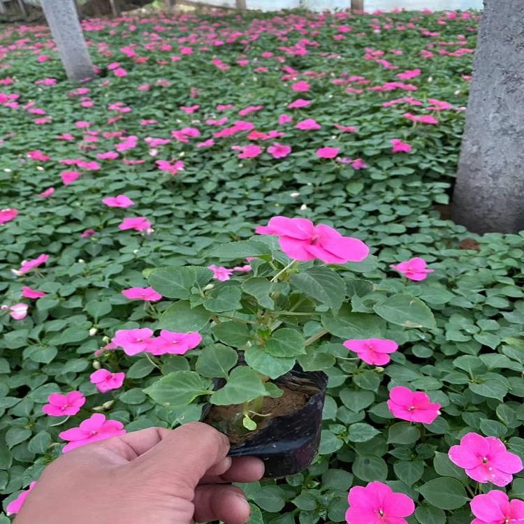 非洲凤仙花坛盆栽 非洲凤仙基地供应 长期供应