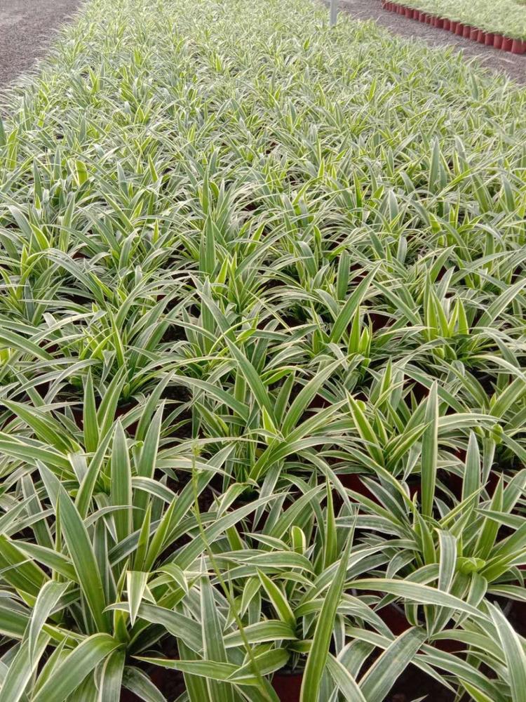 【梓熙花卉】金边吊兰 金边吊兰基地直发 绿化用苗
