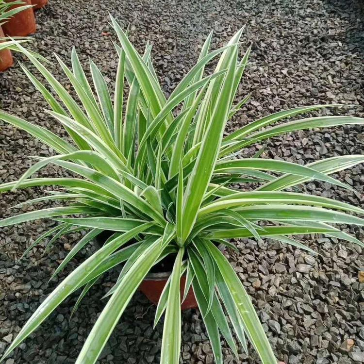 【梓熙花卉】金边吊兰 金边吊兰基地直发 园林绿化植物
