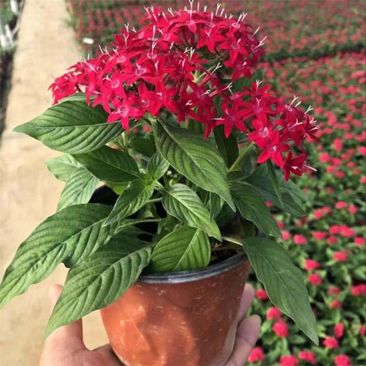 五星花 五星花盆栽 大量供应