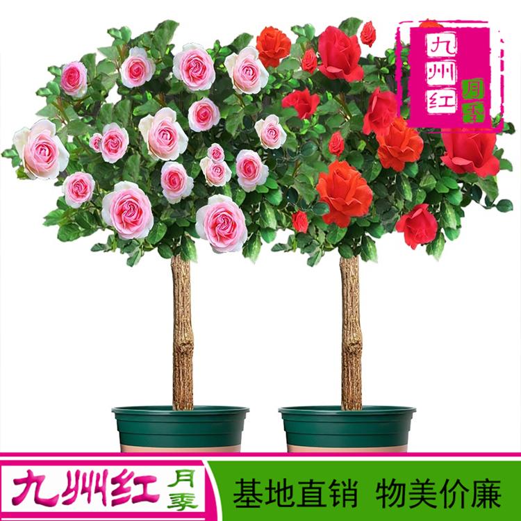 树状月季批发 基地大量供应 月季树价格