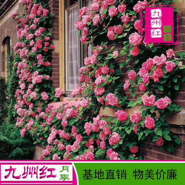 藤蔓月季批发 造型月季 基地大量直销 爬藤月季价格