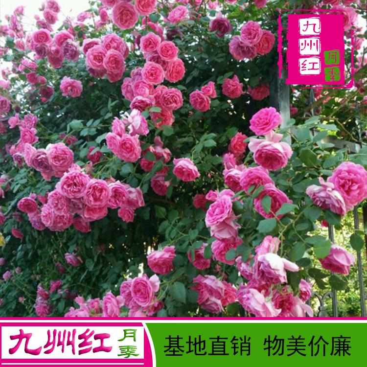 爬藤月季批发 造型月季 基地大量直销 藤蔓月季价格