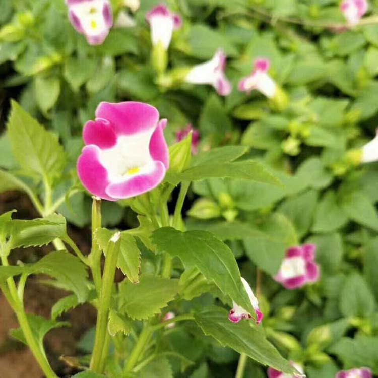 夏堇 山东夏堇种植基地 青州夏堇批发商