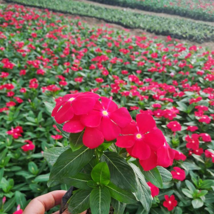 锦帆长春花-基地直销 山东长春花盆栽 长春花价格