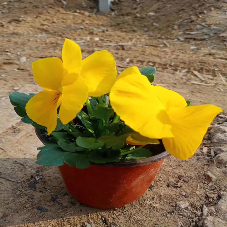 三色堇时令草花培育基地  三色堇种植户直供  量大优惠