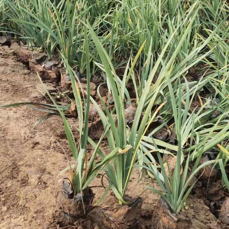 马兰种植基地    马兰批发商      大量现货直供