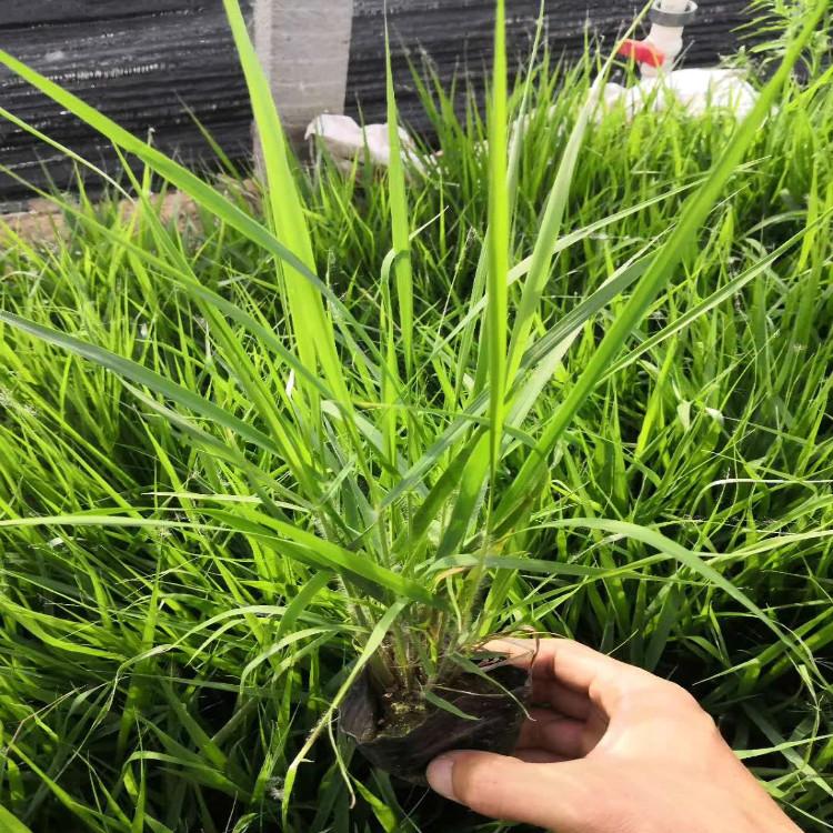 画眉草苗圃直销    画眉草价格    画眉草供应商
