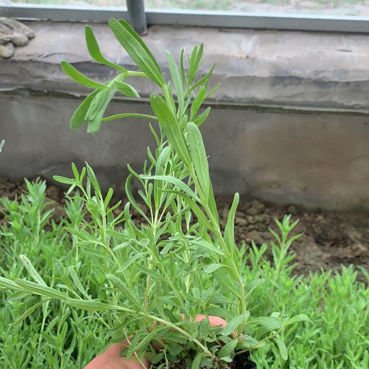 薰衣草     薰衣草亟基地 价格   草花批发
