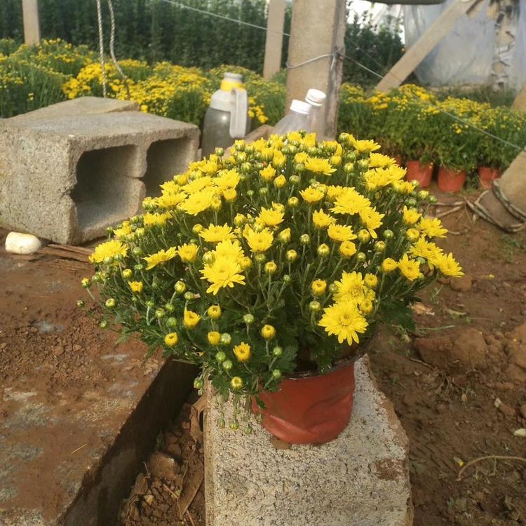 菊花价格   国庆菊 批发 大量上市