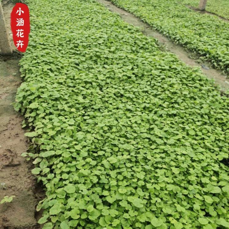 2020年二月兰价格  二月蓝价格   小涵花卉