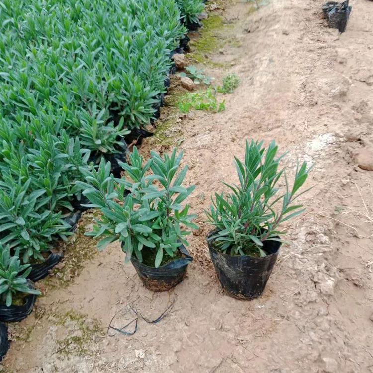 薰衣草花坛盆栽  薰衣草打造 薰衣草供应商