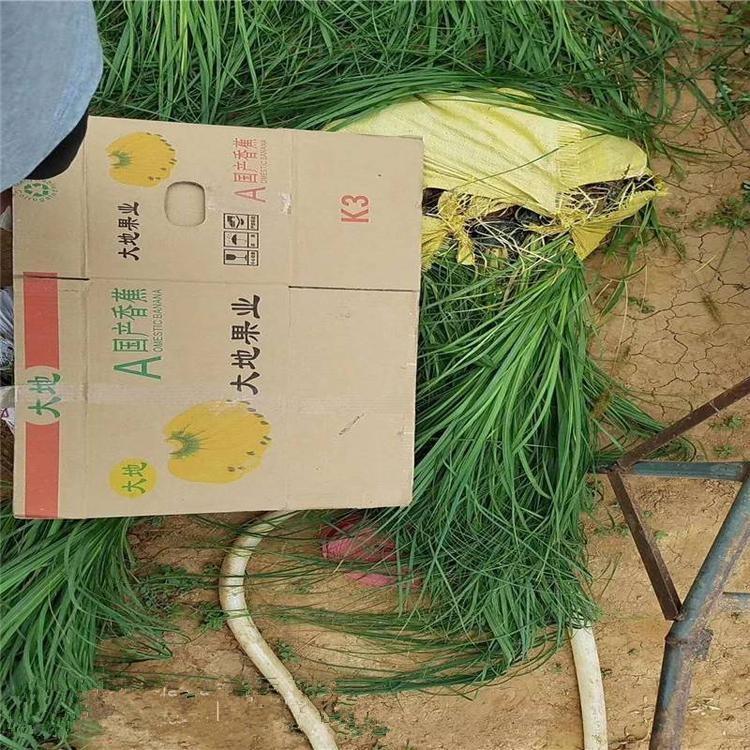 粉蒲苇批发  粉蒲苇基地直发 ---青州启点花卉