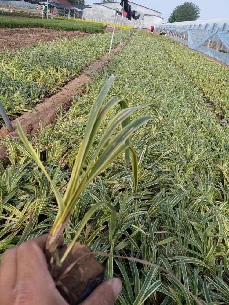 【启点花卉】   黑麦冬盆栽  黑麦冬种植基地