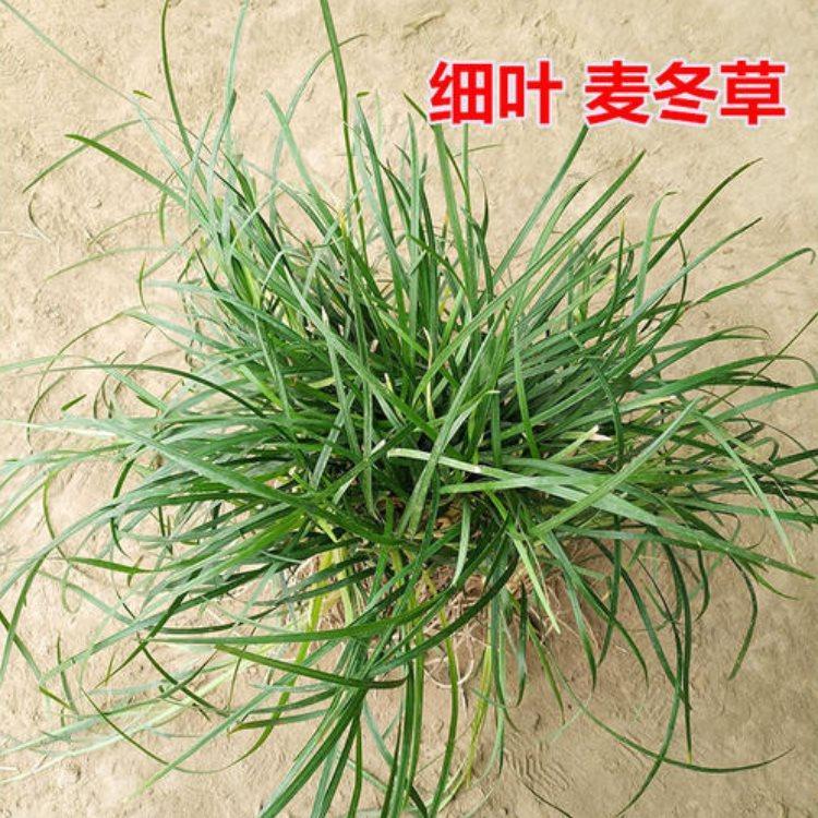 【启点花卉】   黑麦冬供应  黑麦冬种植基地
