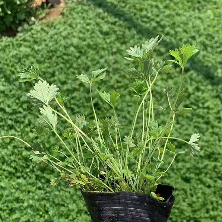 【启点花卉】   麦冬盆栽  麦冬基地供应