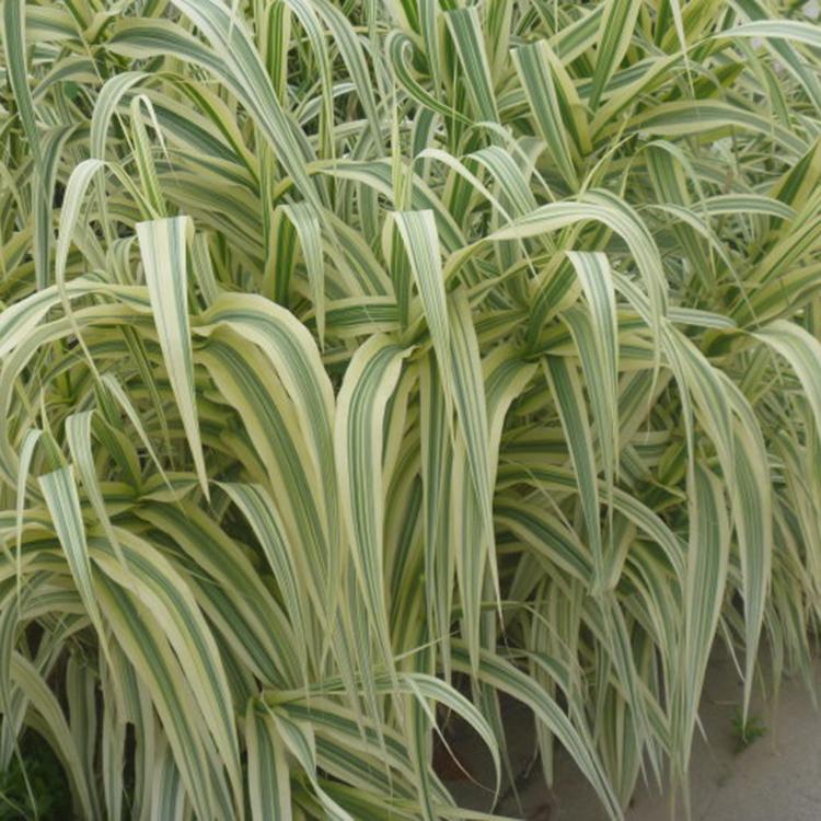 水生植物  花叶芦竹种植基地 【山东草花基地--启点】