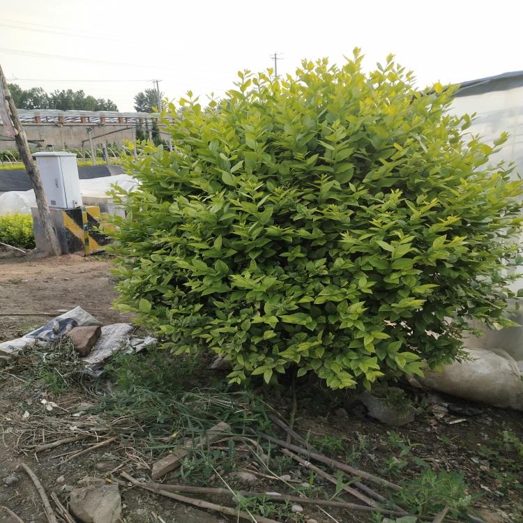 女贞球 金叶女贞球基地 山东女贞球价格