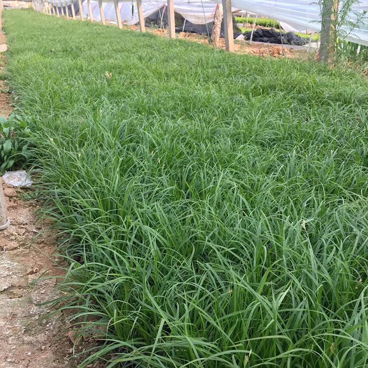 大量供应 青绿苔草杯苗 青绿苔草杯苗供应