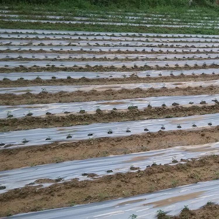 打孔地膜定制 山东地膜 农用地膜出售