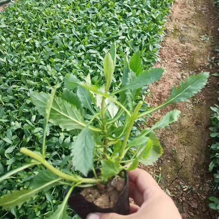 青州马鞭草基地 大量批发柳叶马鞭草 马鞭草基地