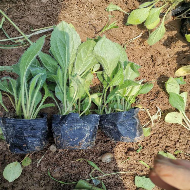 宿根草花黑心菊批发价格 黑心菊基地 黑心菊批售