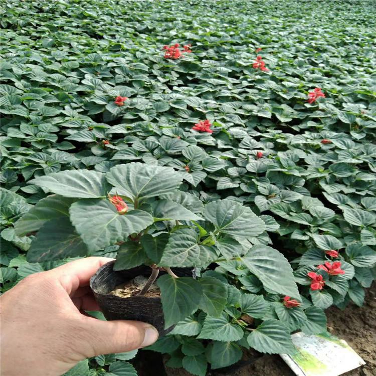 一串红批发报价  小苗种植基地 咨询找华硕