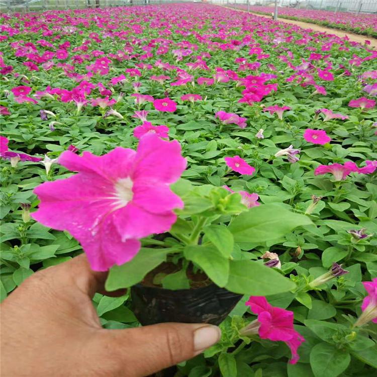 优质牵牛花种植基地  牵牛花小苗批发报价