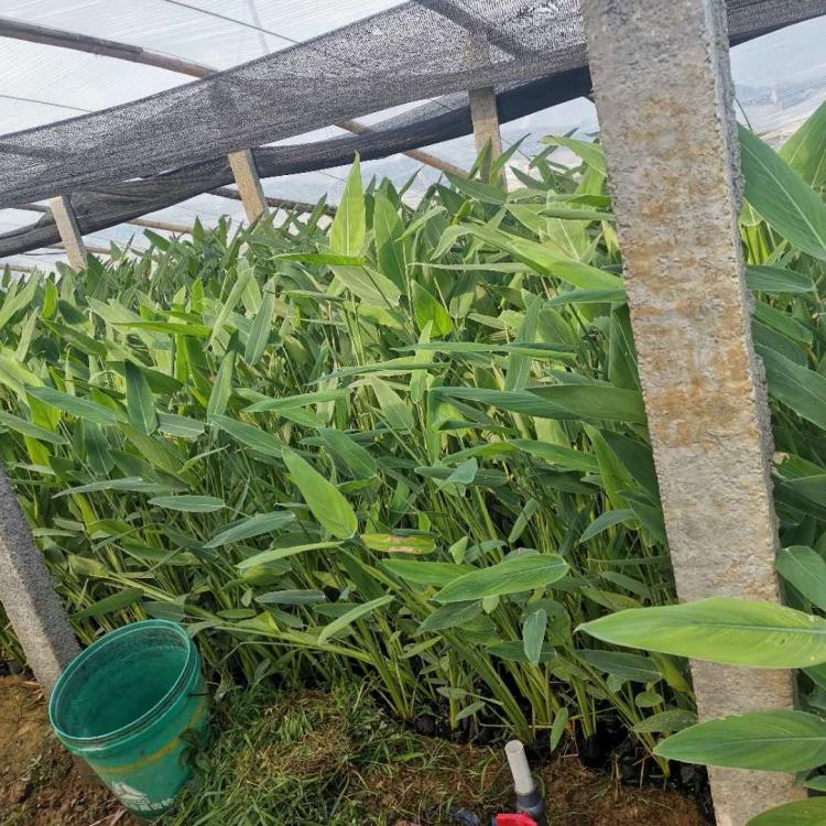水生植物再力花    湿地池塘挺水多年生再力花