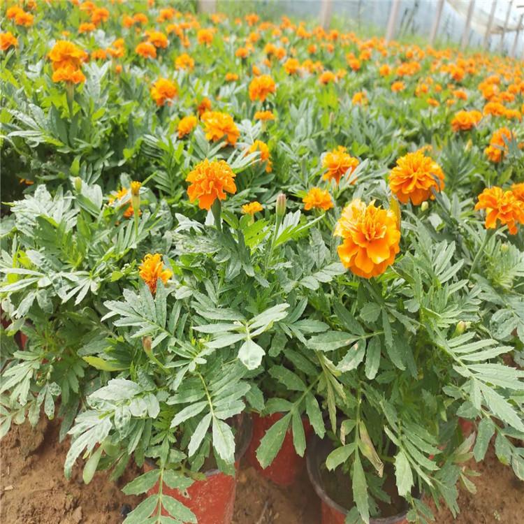 地被草花孔雀草   孔雀草基地大量供应