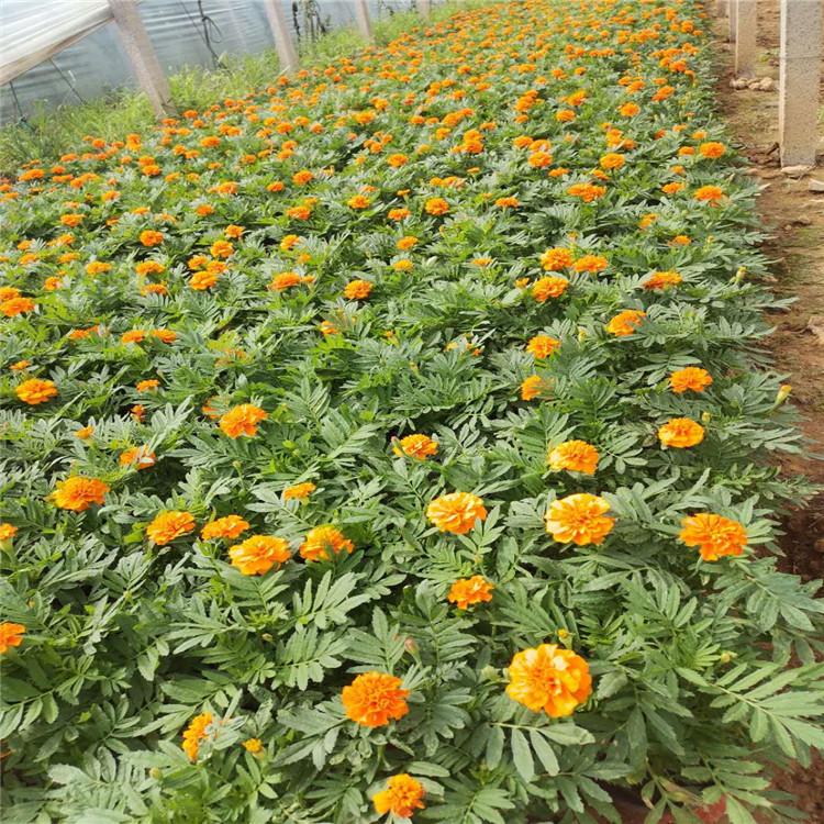 地被草花孔雀草   租摆孔雀草基地大量供应