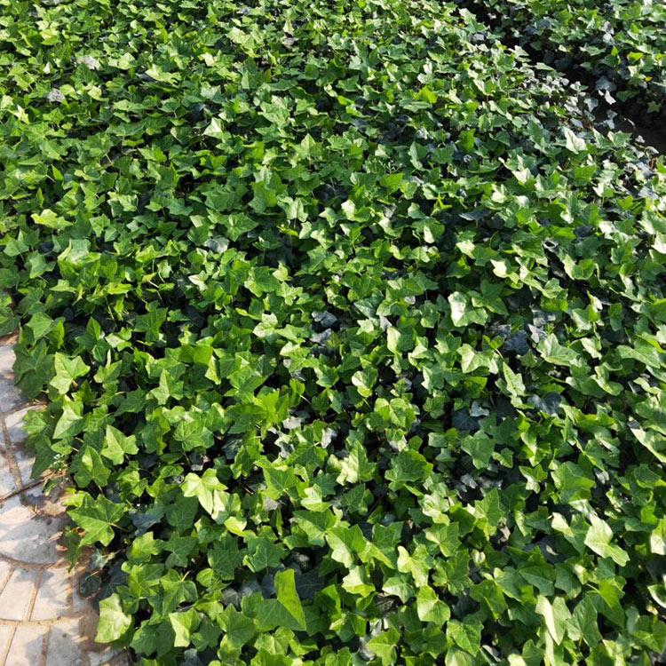 物美价廉 小皮碗常春藤 山东绿化植物种植基地 常青藤定购