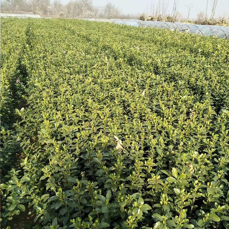 大叶黄杨基地供应    冬青价格优惠   腾骏花卉直供