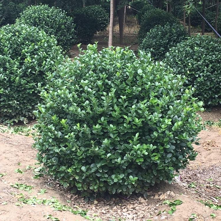 大叶黄杨球批发基地   冬青球大量供应    腾骏花卉