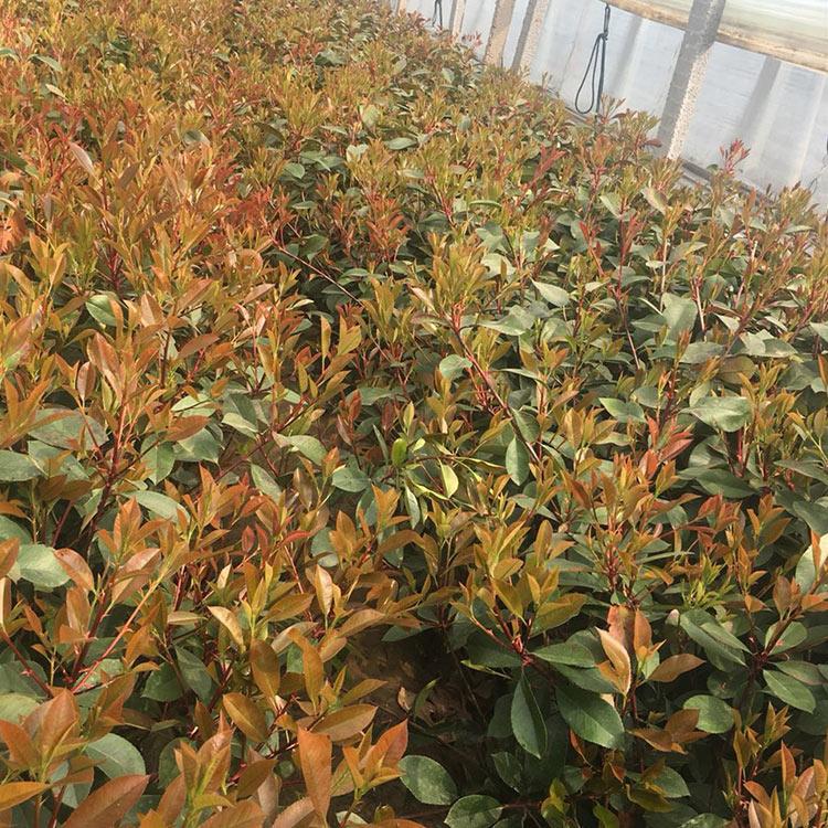 量大价优红叶石楠杯苗 吉林红叶石楠杯苗 红叶石楠苗批发