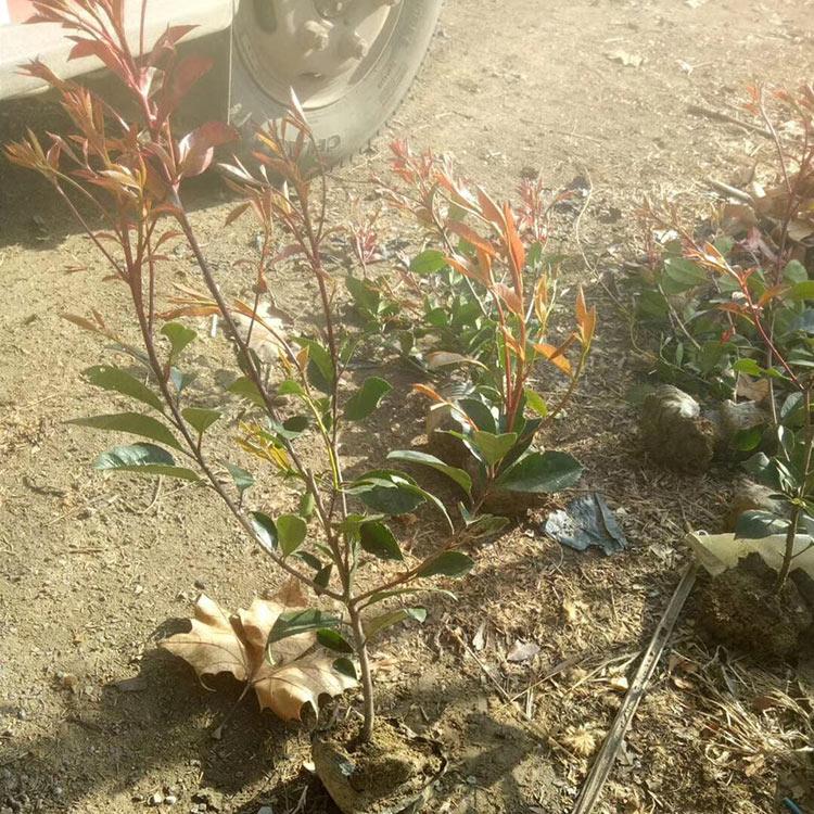 红叶石楠基地批发 山西红叶石楠苗 绿化工程用红叶石楠苗