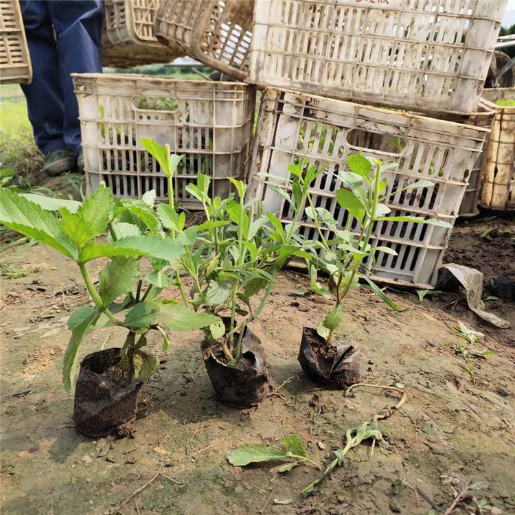 花海用马鞭草 山东马鞭草报价 基地供应