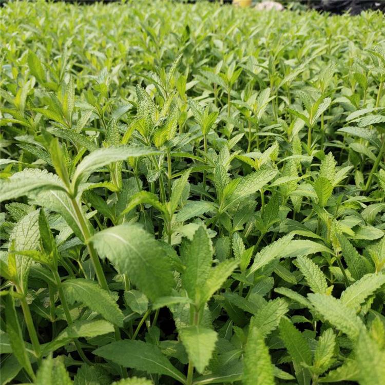 马鞭草小苗 青州马鞭草报价 顺菊花卉