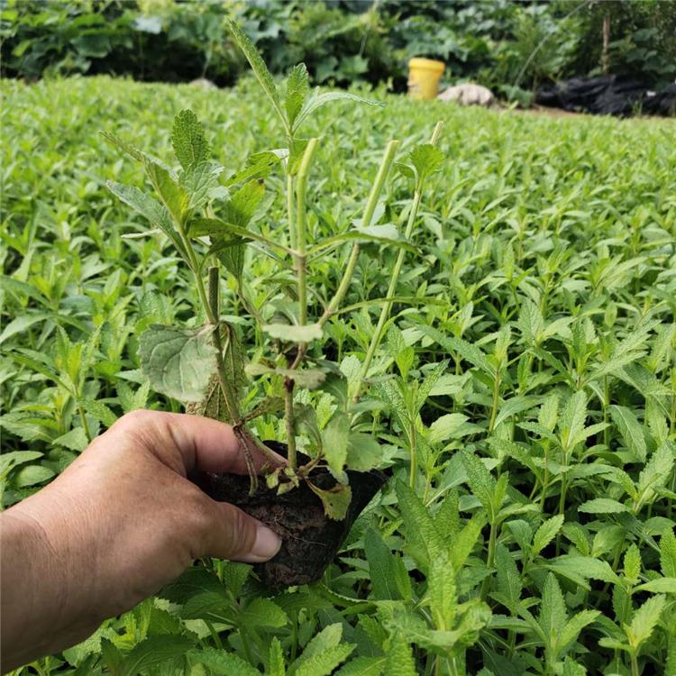 花海用马鞭草 马鞭草价格 品质优良