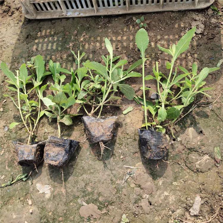 花海用马鞭草 马鞭草批发 品质优良