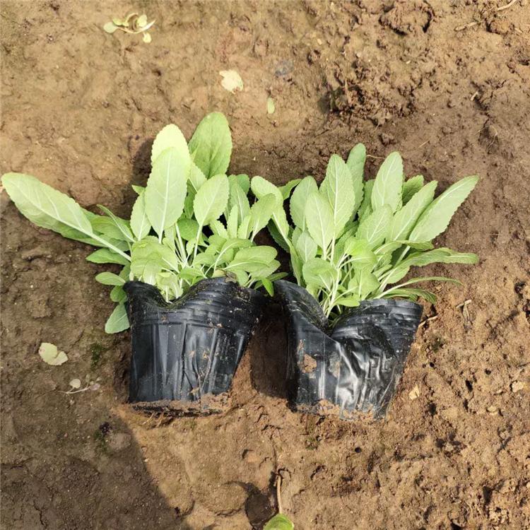 鼠尾草花海 量大优惠 鼠尾草 鼠尾草价格