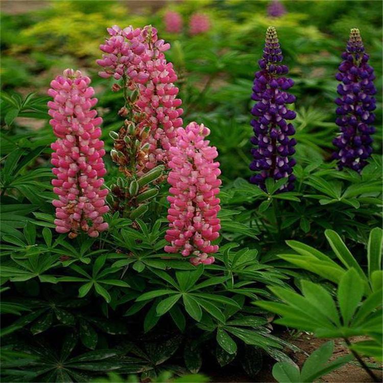 羽扇豆基地 鲁冰花 庭院花卉