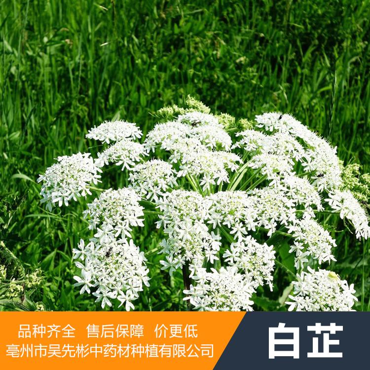 白芷种植_种植技术_全程扶持_种植不愁销