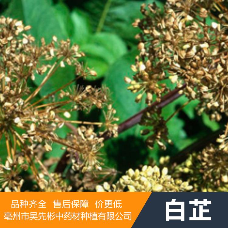 白芷种植利润