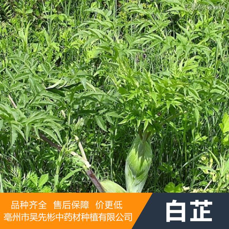 白芷种子价格 白芷种苗