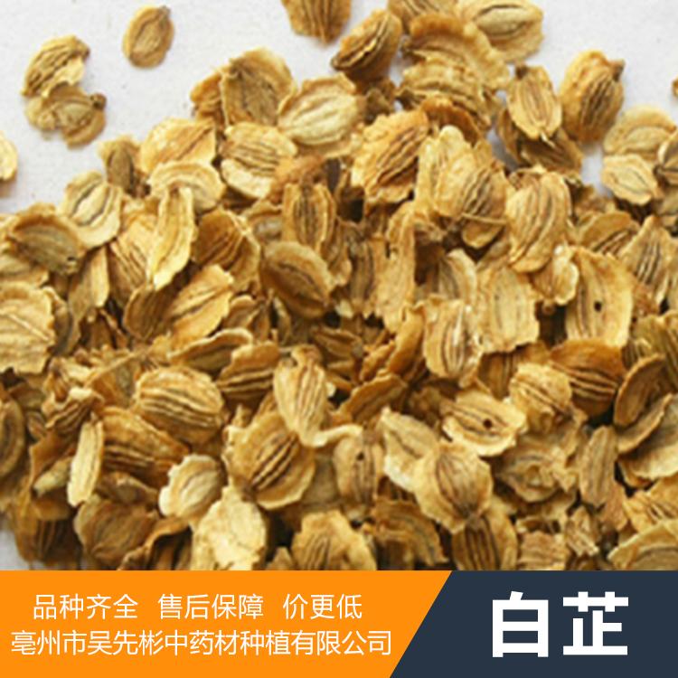 2020新品白芷种子价格