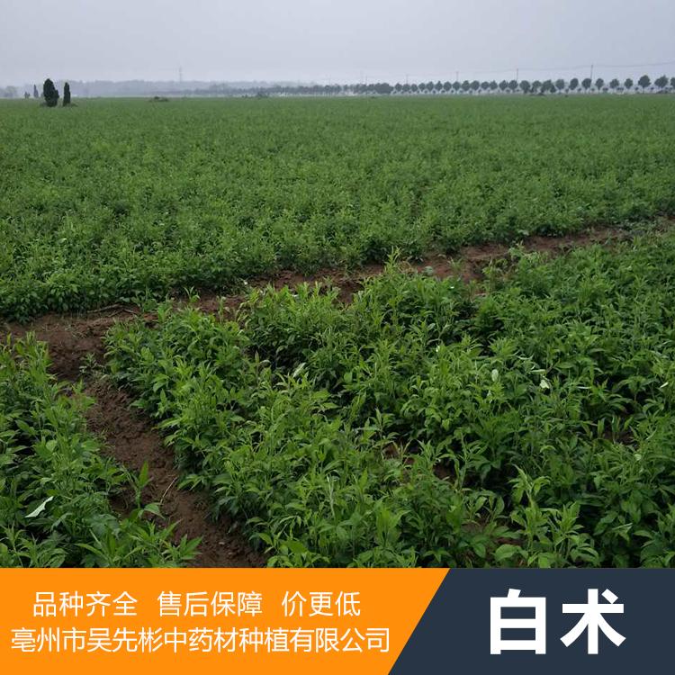 药材种植 白术种苗价格 白术种苗种子